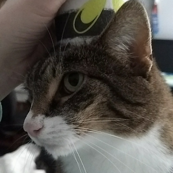 Meet your Posher, Kelsey - Picture 1 of 1